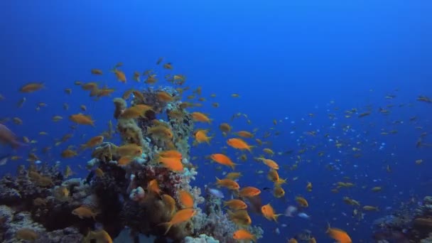 Tropisch Koraal Tuin Oranje Vissen — Stockvideo