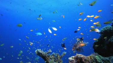 Tropikal Mercan Bahçesi Sualtı Aslan Balığı