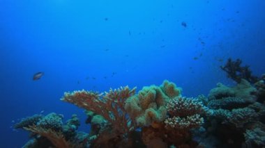 Tropikal Mercan Resifi Deniz Hayatı