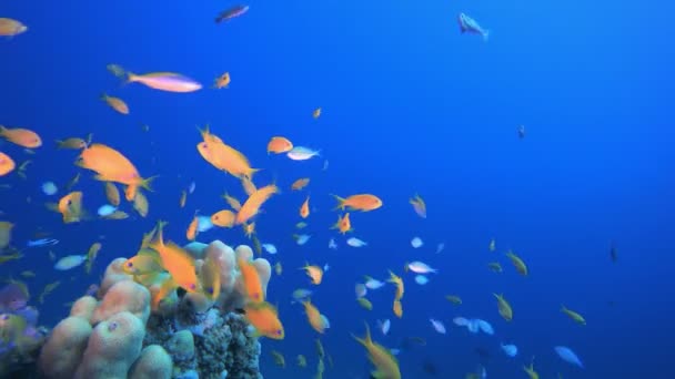 Tropical Coral Garden Orange Fish — Stock video