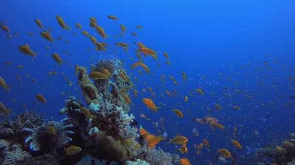 Подводная жизнь кораллового сада — стоковое видео