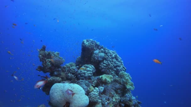 Jardín tropical de coral Vida submarina — Vídeo de stock