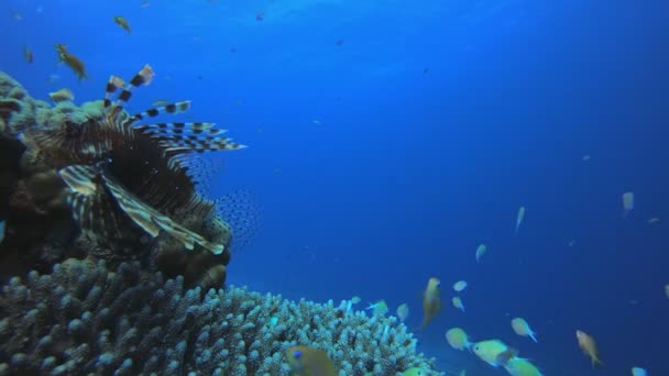 Tropická korálová zahrada Podvodní lví ryby — Stock video