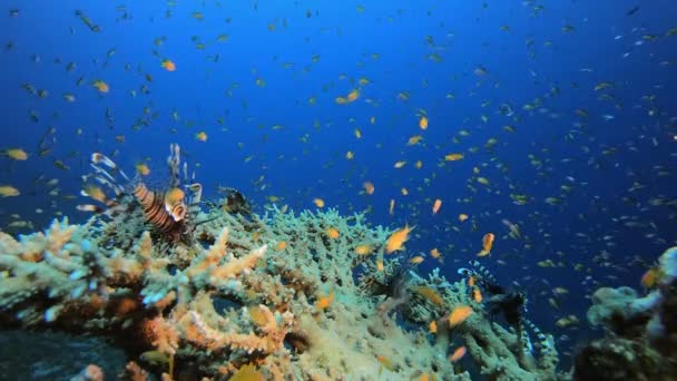Trópusi korallkert Víz alatti oroszlánhal — Stock videók