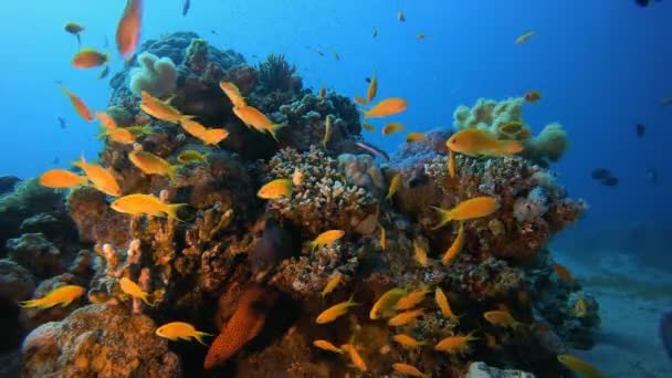 Arrecife de Coral Tropical — Vídeos de Stock
