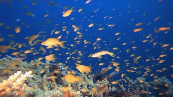 Trópusi korallzátony Oroszlánhal — Stock videók