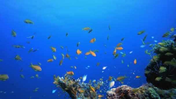 Recife de Coral Tropical Vida Marinha e Mergulhador — Vídeo de Stock