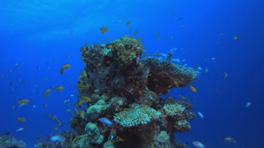 Tropikal Mercan Kayalıkları Deniz Burnu