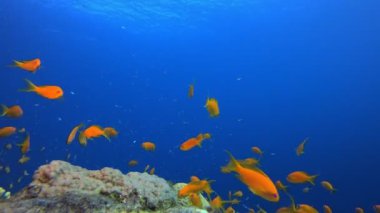 Tropikal Mercan Sualtı Bahçe Hayatı