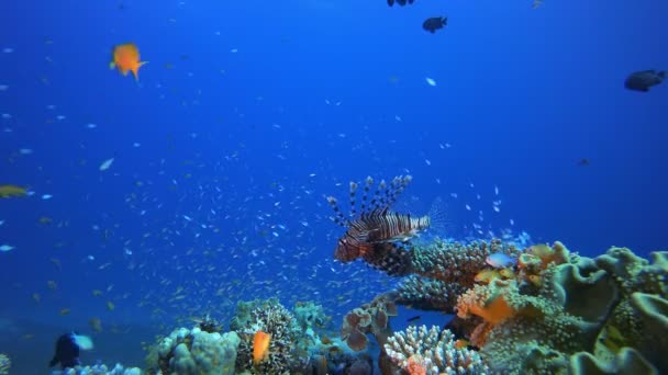 Arrecife de Coral Tropical Vida Marina Lion-Fish — Vídeo de stock