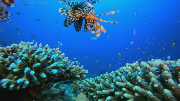Trópusi korallzátony Tengeri élet Oroszlánhal — Stock videók