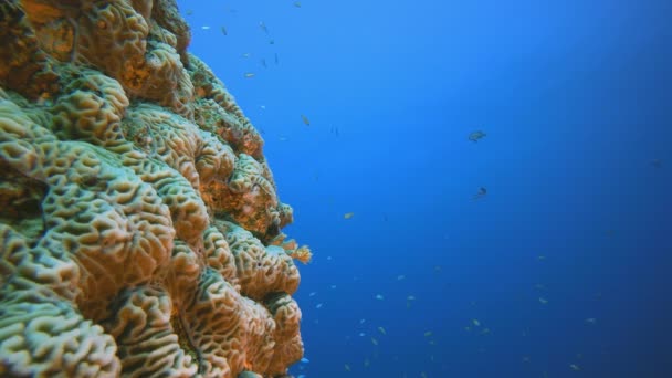 Paysage marin du récif corallien tropical — Video
