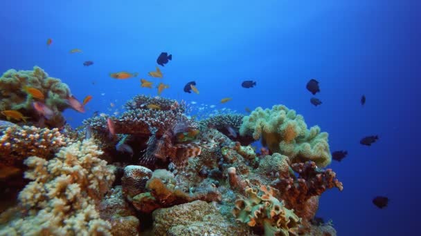 Arrecifes de Coral Tropical Lion-Fish — Vídeos de Stock