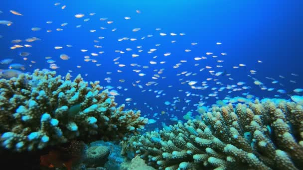 Tropikal Mercan Resifleri Aslan Balığı — Stok video