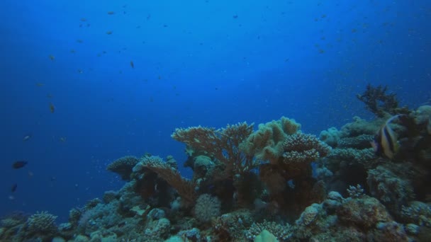 Trópusi korall víz alatti kerti élet — Stock videók