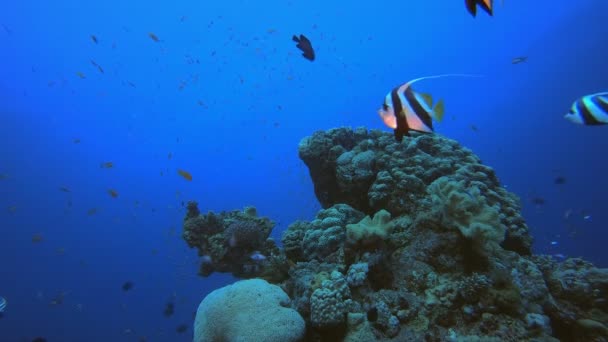Trópusi korall víz alatti kerti élet — Stock videók