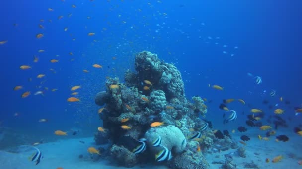 Arrecife de coral de peces tropicales — Vídeo de stock