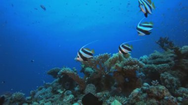 Tropik Balık Mercanları Deniz Resifi