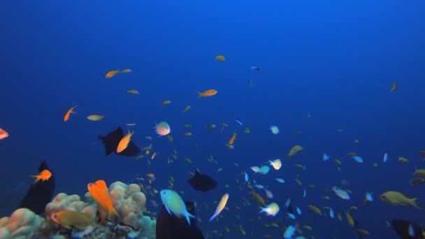 Barriera corallina marina di pesci tropicali — Video Stock