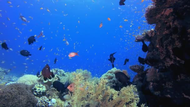 Corais Tropicais de Peixes Corais Marinhos — Vídeo de Stock