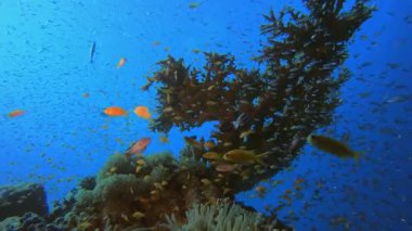 Tropikal Balık Sualtı Mercan Resifi