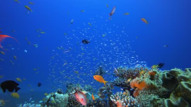 Trópusi halak víz alatti korallzátony — Stock videók