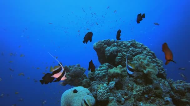 Trópusi halak víz alatti korallzátony — Stock videók