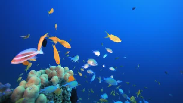 Tropické ryby Podvodní korálový útes — Stock video