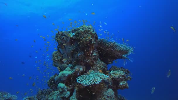 Trópusi halak Víz alatti zátony — Stock videók