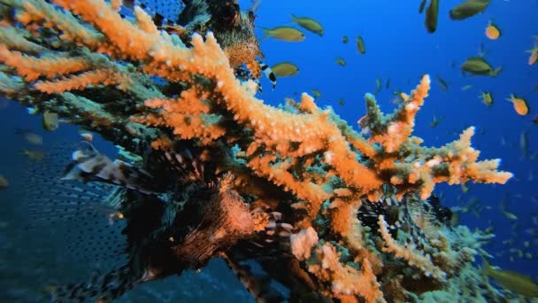 热带红海狮子鱼 — 图库视频影像