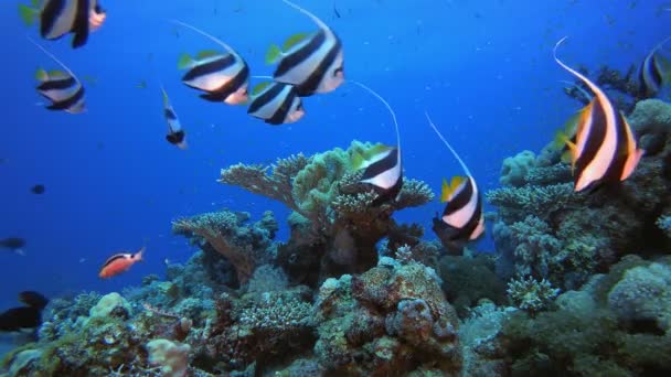 Tropické útesy Podvodní život — Stock video
