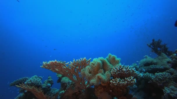 Trópusi zátony Víz alatti élet — Stock videók