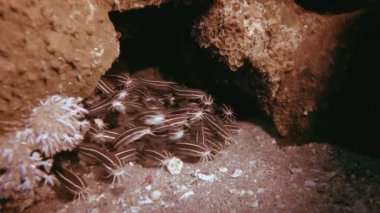 Tropikal Okul Kedibalığı 4K 00 _ 34