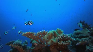 Tropikal Deniz Burnu Mercan Resifi Denizcisi