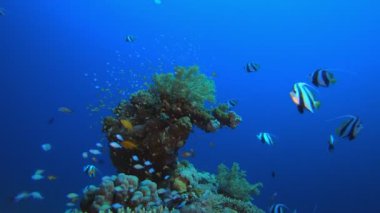 Tropikal Deniz Burnu Sualtı Renkli Balıklar