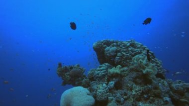 Tropikal Deniz Burnu Sualtı Renkli Balıklar