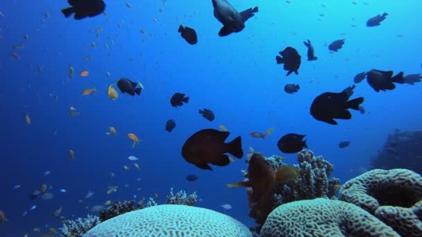 Trópusi tengerfenék Vízalatti élet — Stock videók