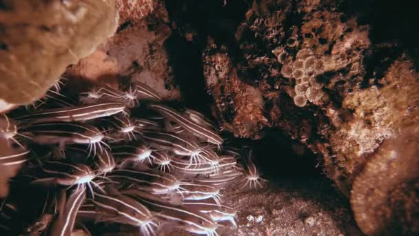 Tropical Striped Catfish nettoyage maison — Video