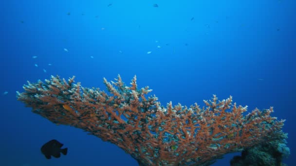 Trópusi táblázat Korall és hal — Stock videók