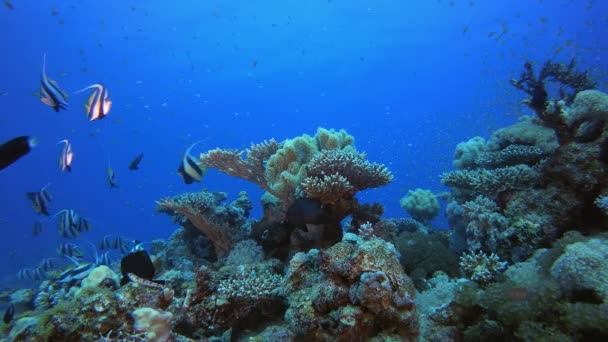 Paysage marin tropical sous-marin bannière-poisson — Video