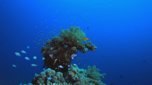 Tropikalne podwodne ryby niebiesko-zielone — Wideo stockowe