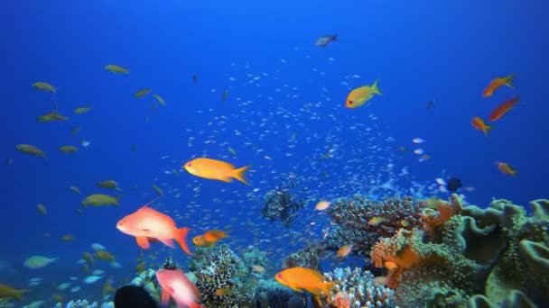 Tropikalna podwodna kolorowa rafa Lion Fish — Wideo stockowe