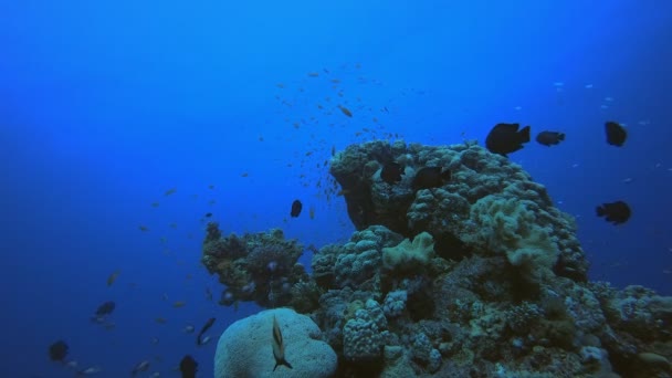 Trópusi víz alatti színes tengeri halak — Stock videók