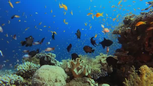 Tropical Underwater Coral Garden Marine Life — Vídeo de stock