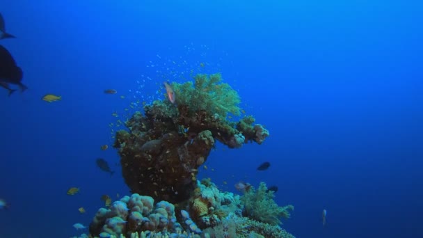 Trópusi víz alatti Coral Garden Marine Life — Stock videók