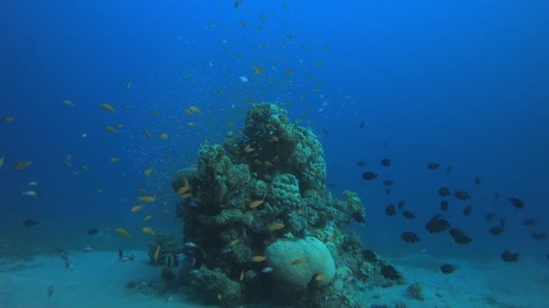 热带海底珊瑚花园海洋生物 — 图库视频影像