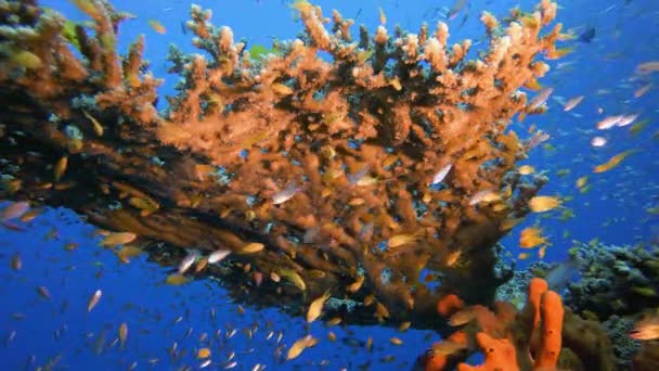 Морская жизнь подводного кораллового сада — стоковое видео