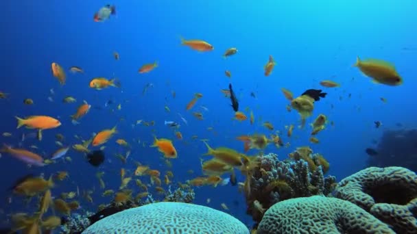 Trópusi víz alatti hal korallzátony — Stock videók