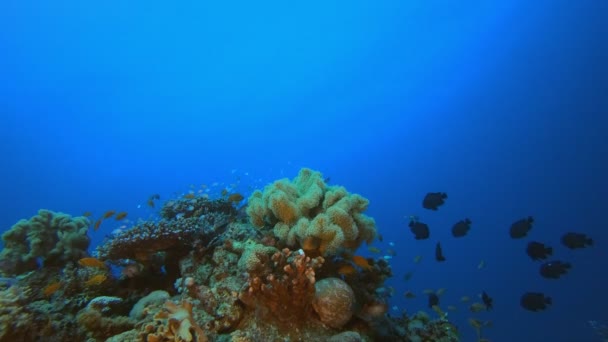 Trópusi víz alatti hal korallzátony — Stock videók