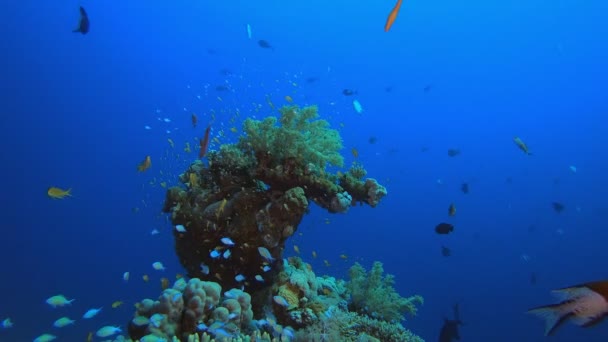 Arrecife tropical de peces submarinos — Vídeo de stock